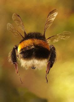 bumblebee butts|bumblebee butts hellogiggles.